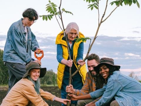 A group of volunteers plant a young tree together outdoors.