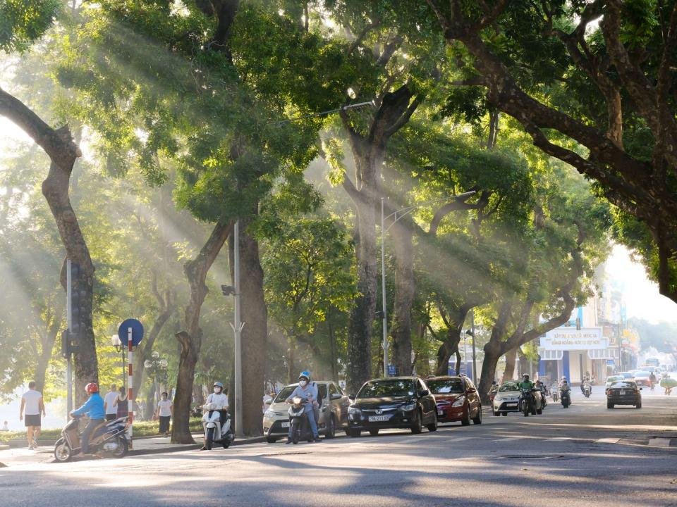 Sunlight filtering through mature trees that shade a busy city street